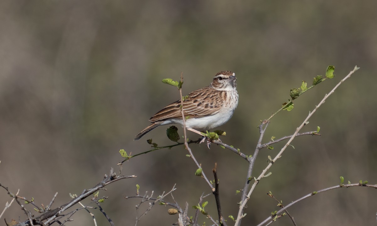 Fawn-colored Lark (Foxy) - ML638518173