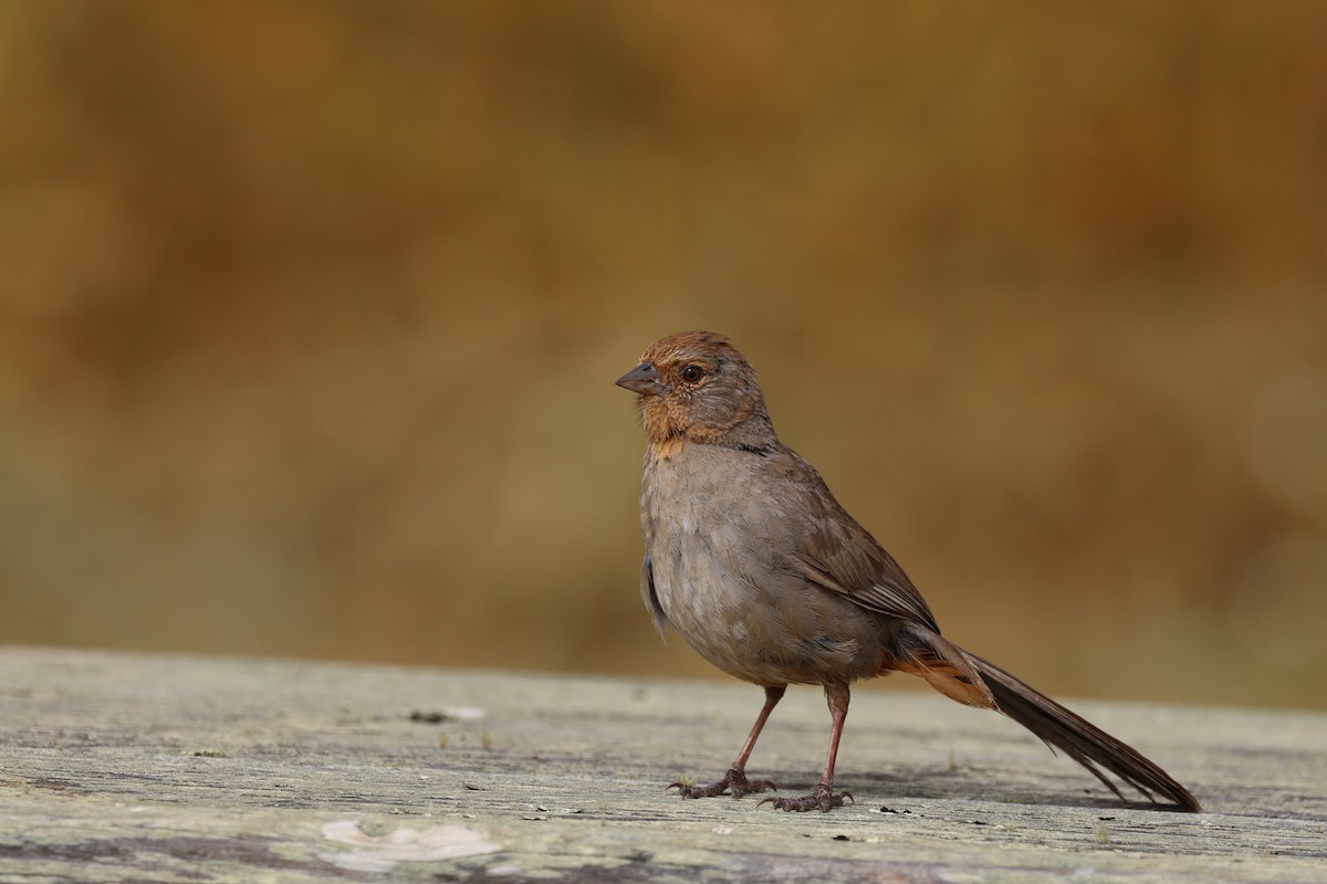 California Towhee - ML638518216
