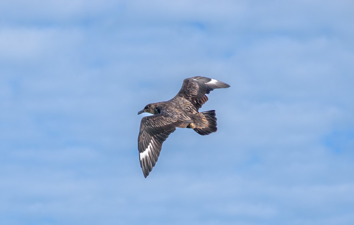 Chilean Skua - ML638518222