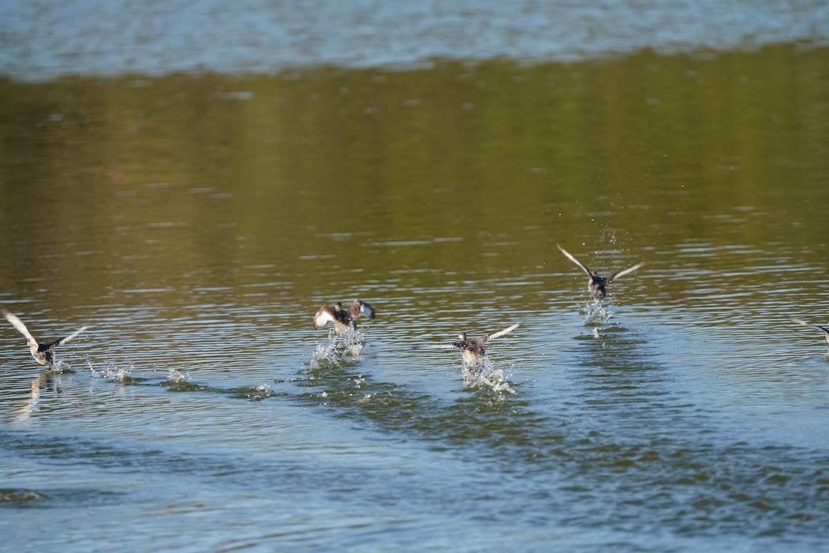 Hoary-headed Grebe - ML638518245