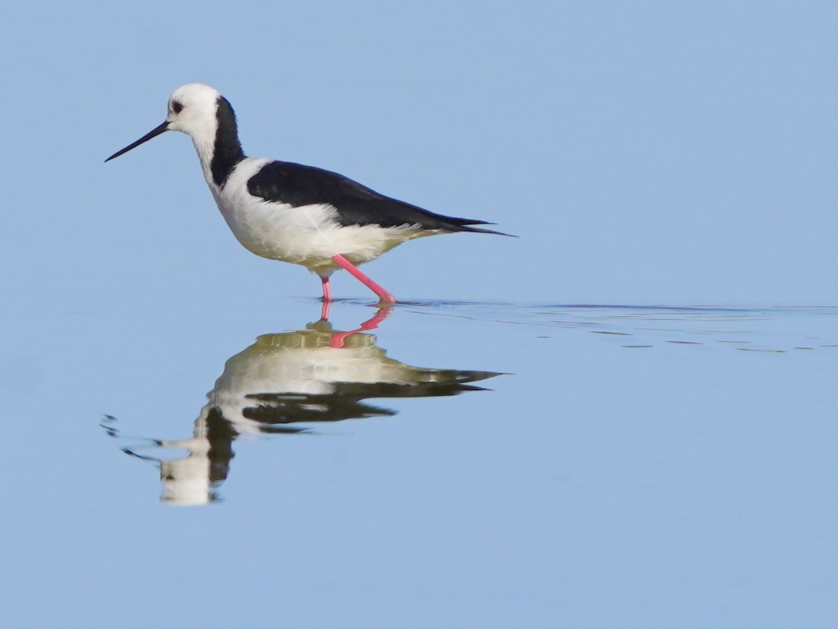 Pied Stilt - ML638518249