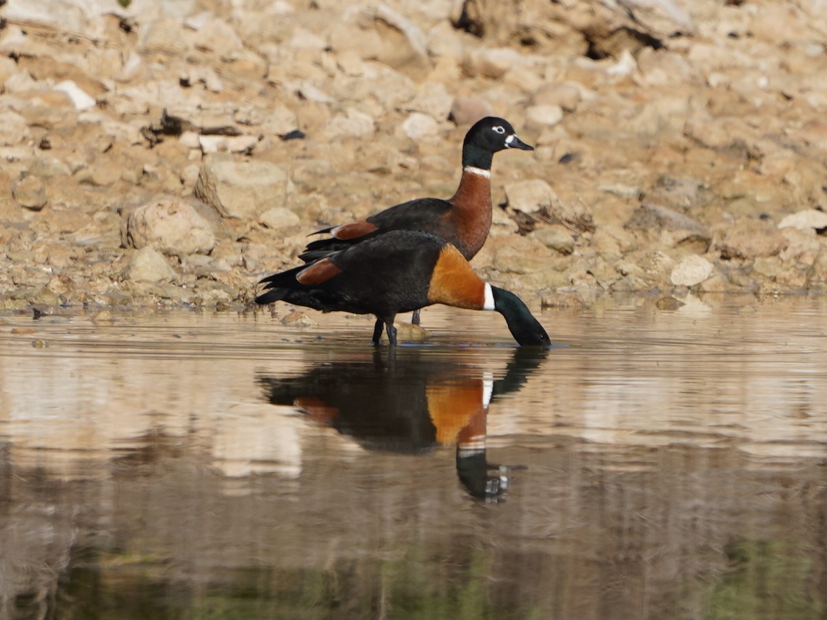 Australian Shelduck - ML638518250