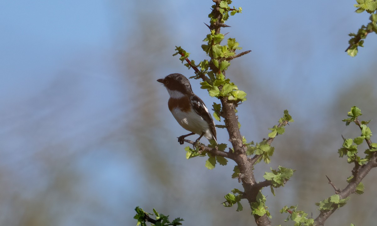 Pygmy Batis - ML638518251