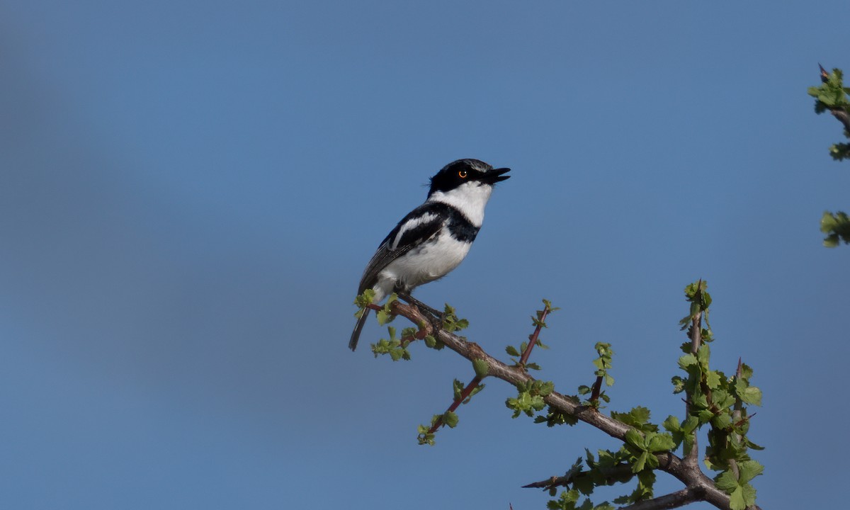 Pygmy Batis - ML638518255