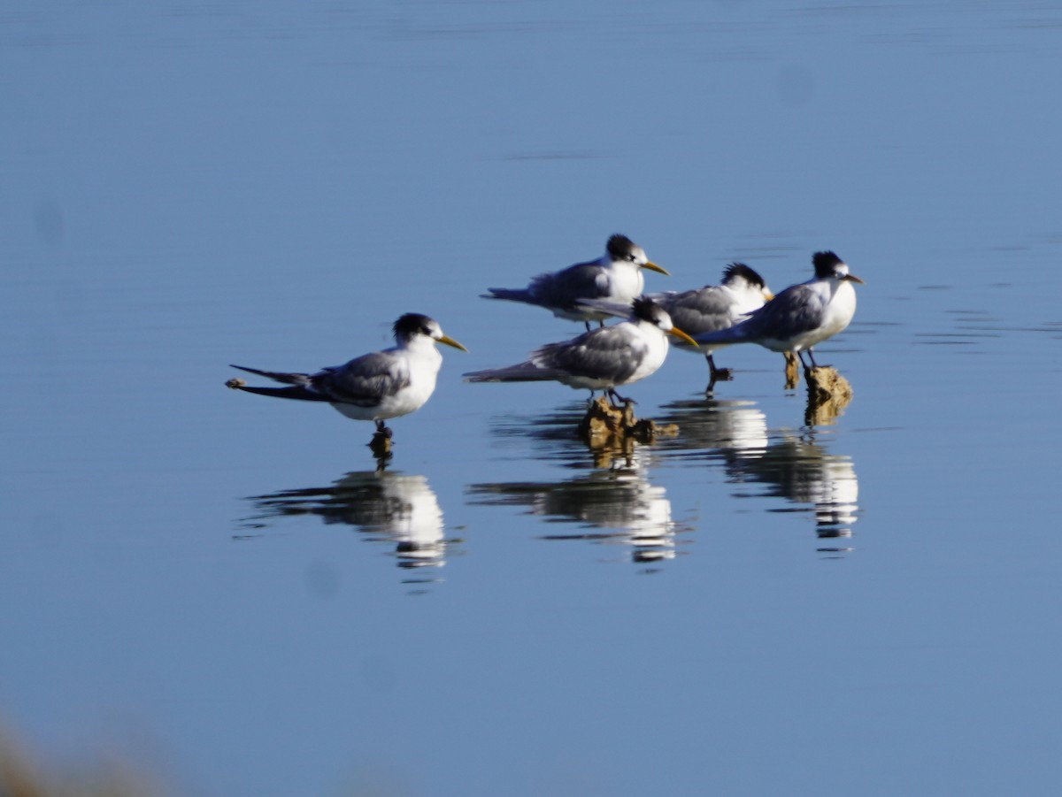 Great Crested Tern - ML638518257