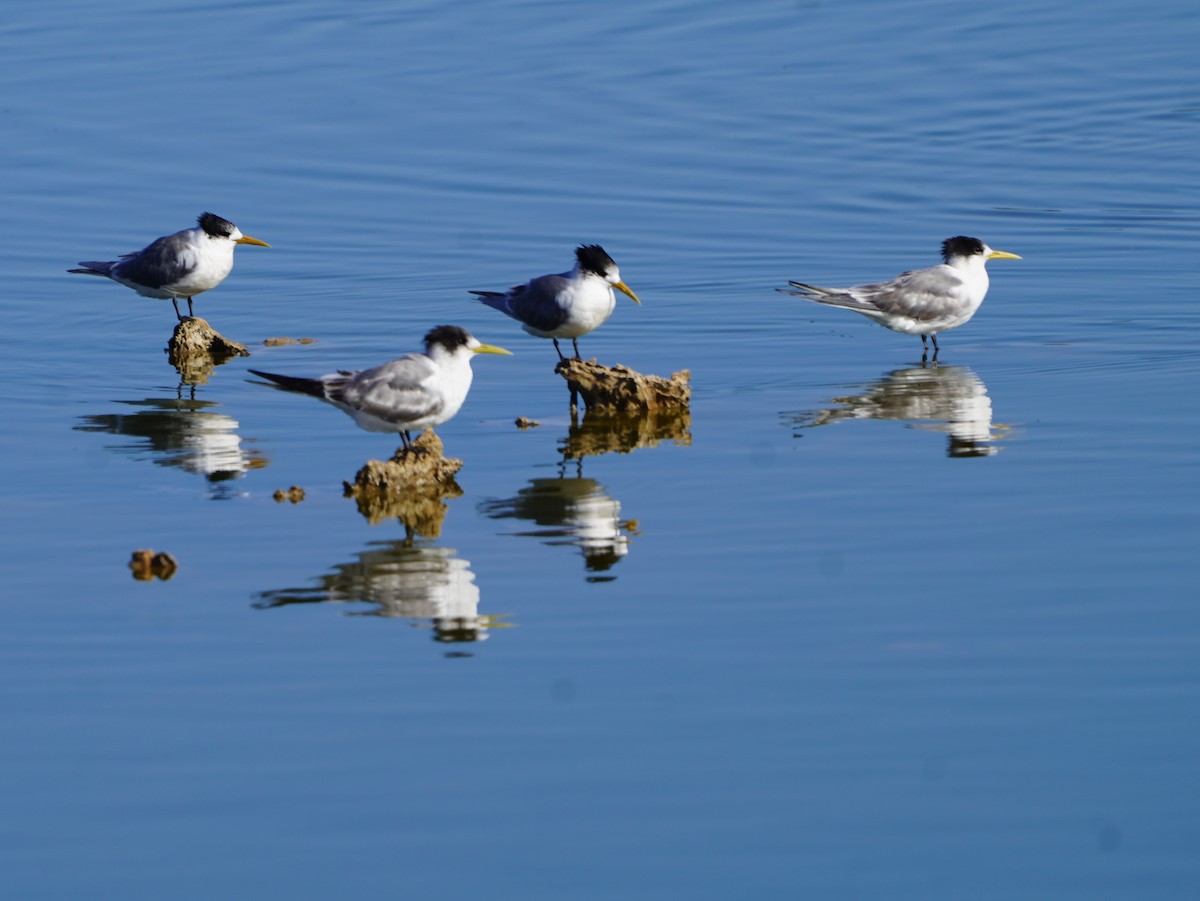 Great Crested Tern - ML638518258
