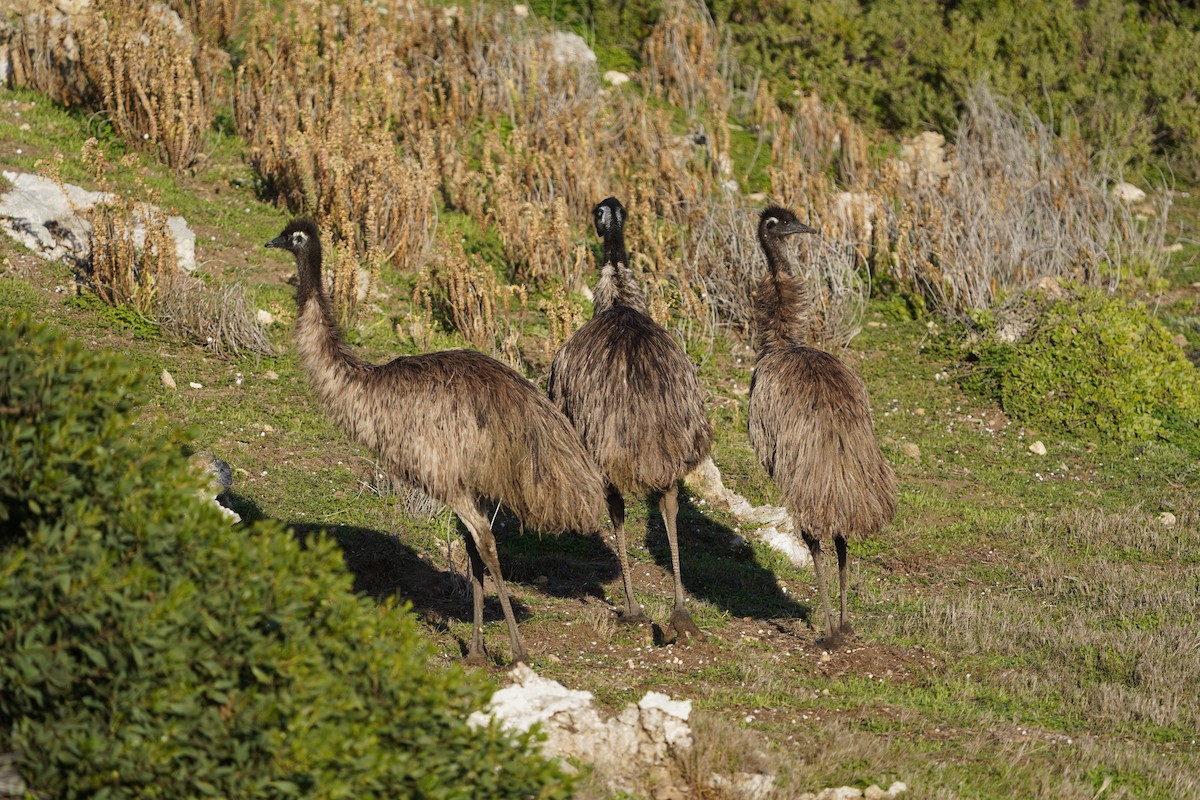Emu - ML638518274