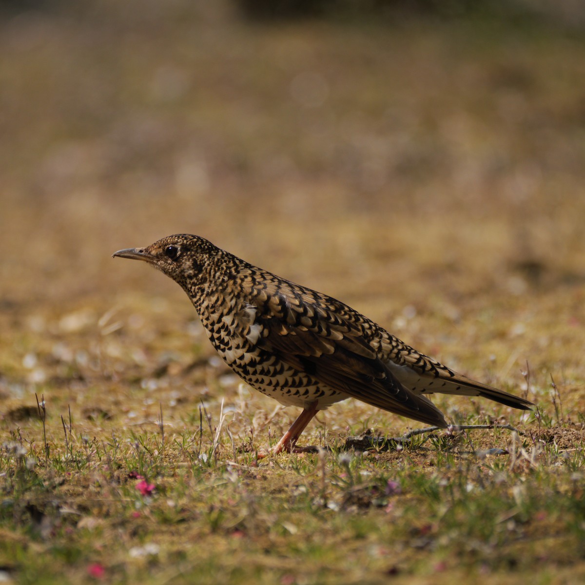 White's Thrush - ML638518277