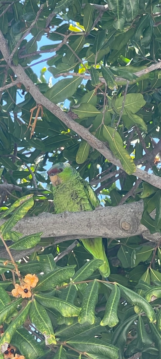 Lilac-crowned Amazon - ML638518278