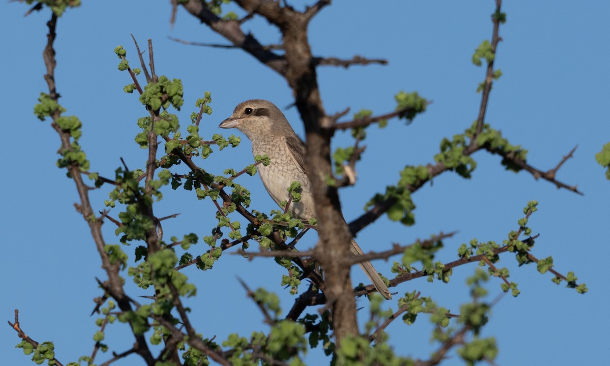 Red-tailed/Isabelline Shrike - ML638518343