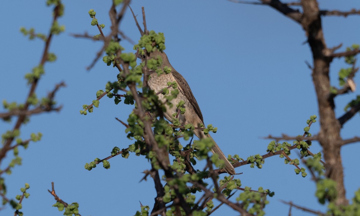 Red-tailed/Isabelline Shrike - ML638518344