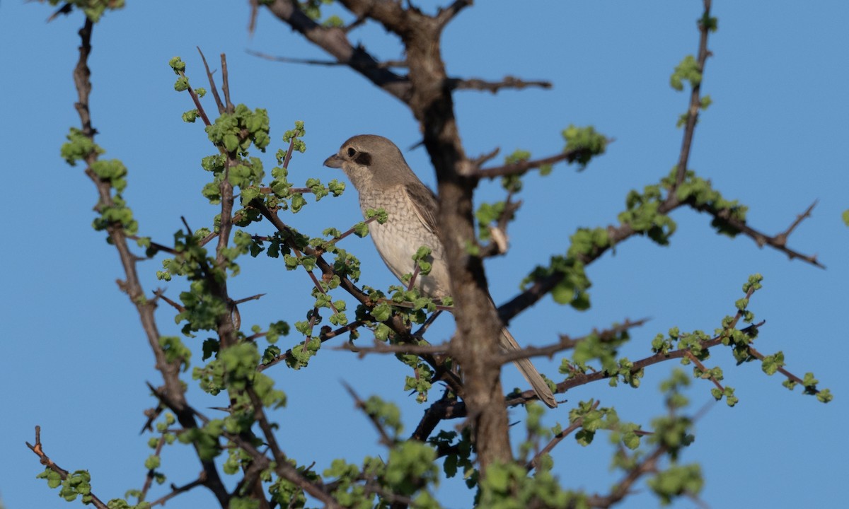 Red-tailed/Isabelline Shrike - ML638518345