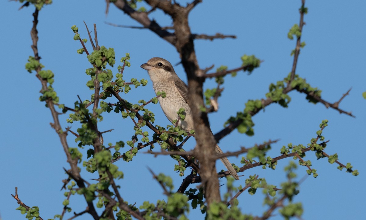 Red-tailed/Isabelline Shrike - ML638518346