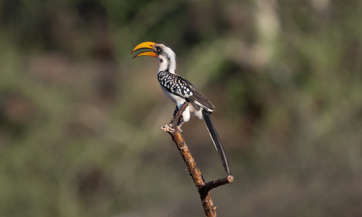 Eastern Yellow-billed Hornbill - ML638518359