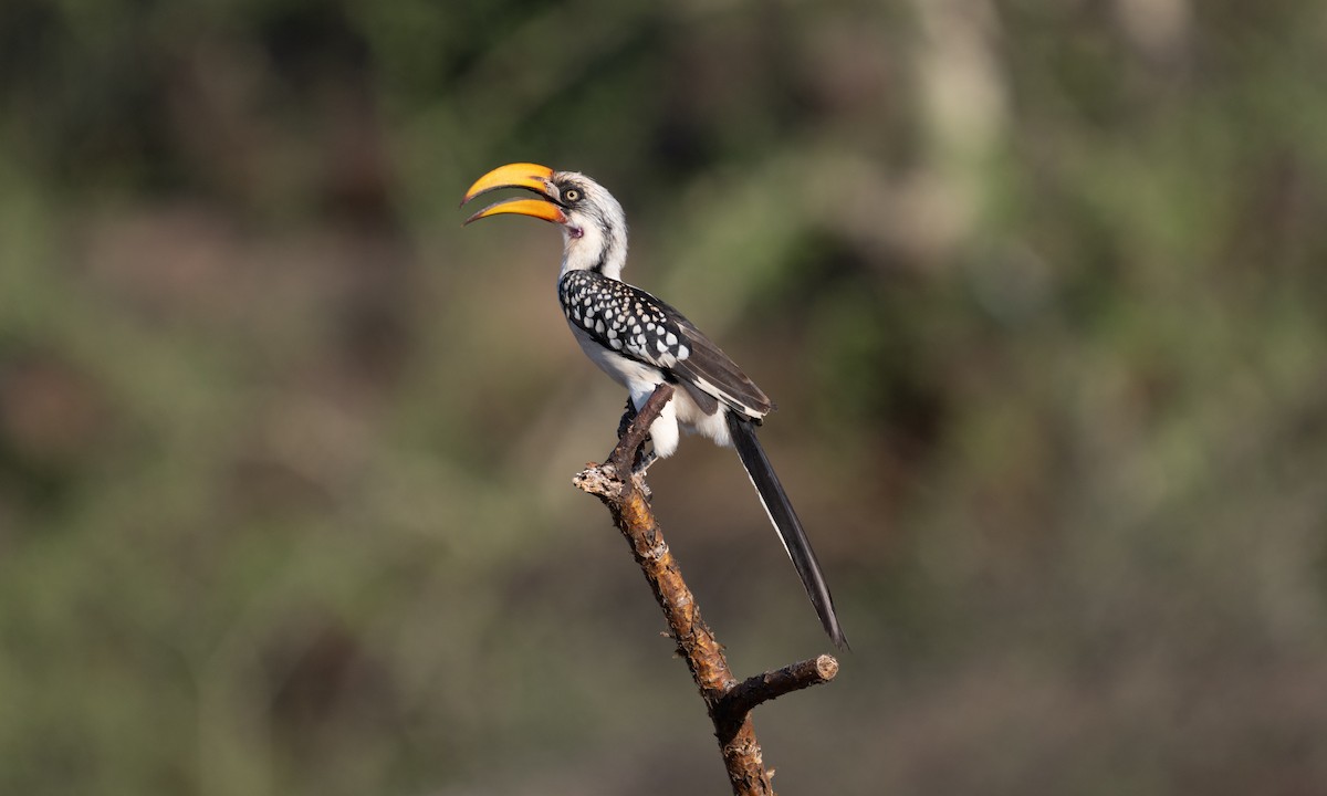 Eastern Yellow-billed Hornbill - ML638518360