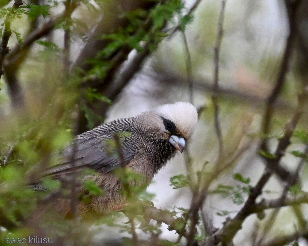 White-headed Mousebird - ML638518381