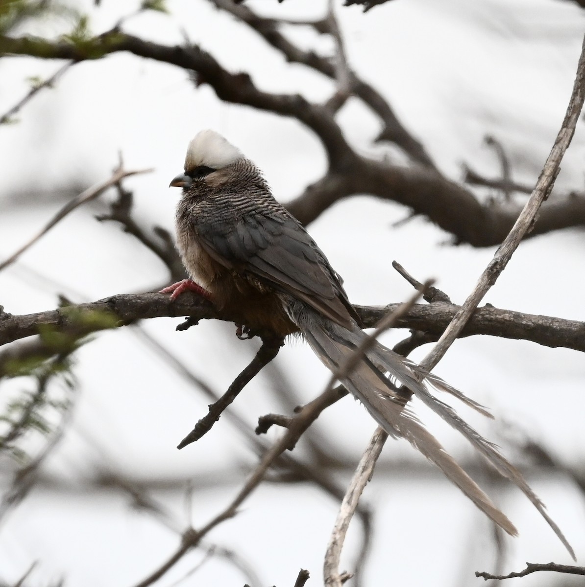 White-headed Mousebird - ML638518382
