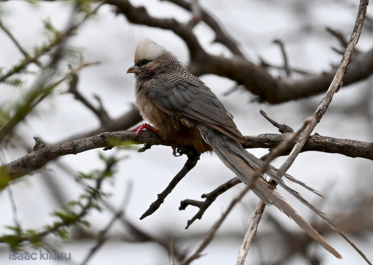 White-headed Mousebird - ML638518383
