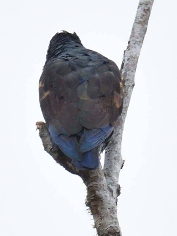 Bronze-winged Parrot - ML638518404