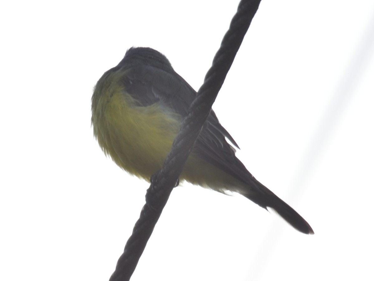 Rusty-margined Flycatcher - ML638518420