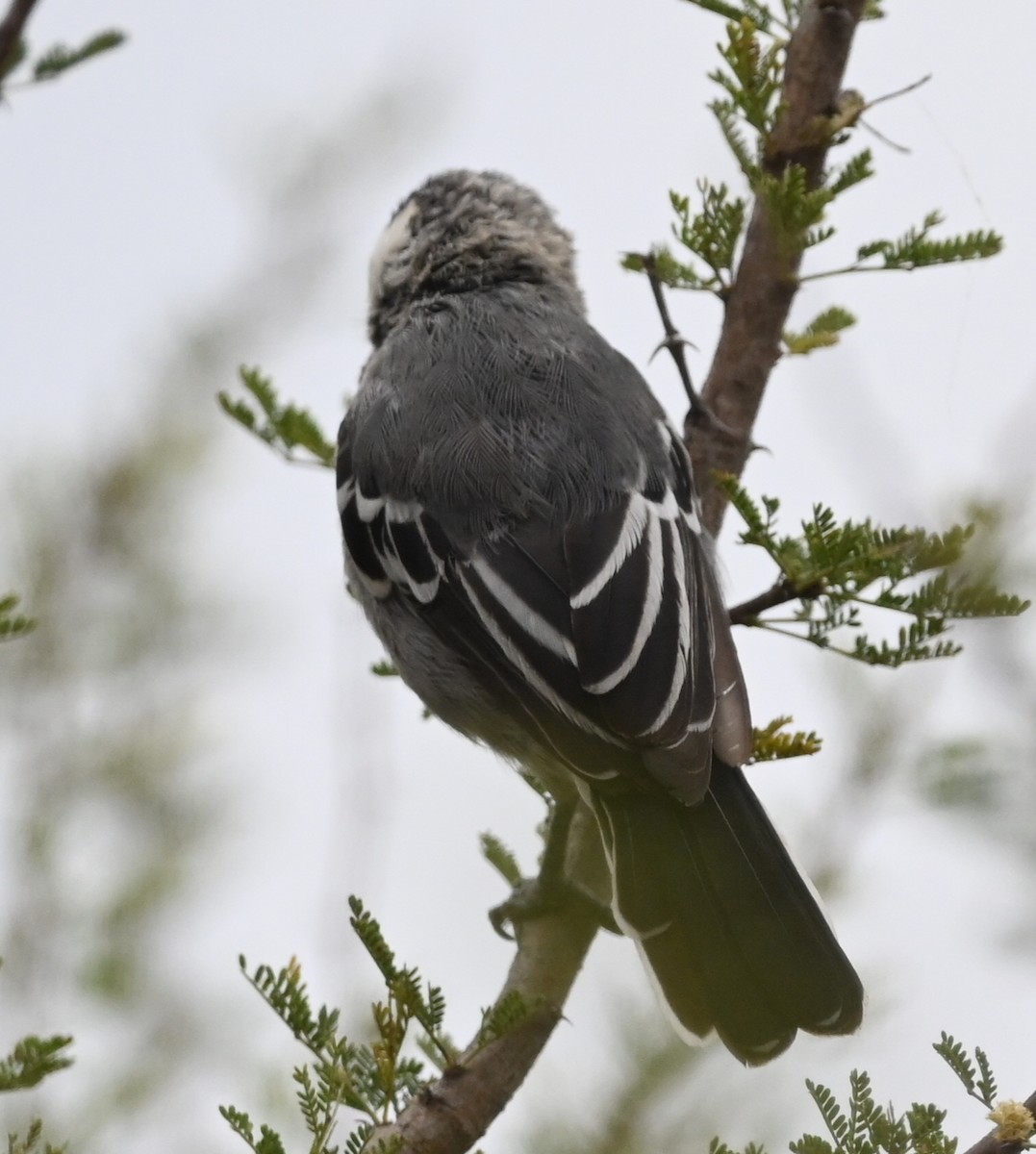 Somali Tit - ML638518436