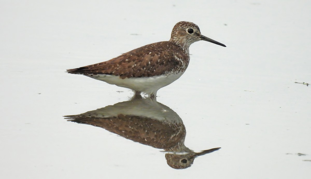 Einsiedelwasserläufer - ML638518489