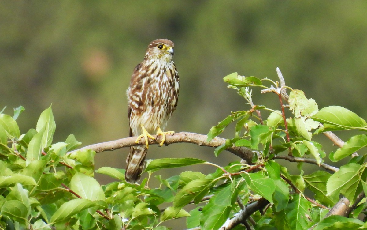 Merlin - ML638518525