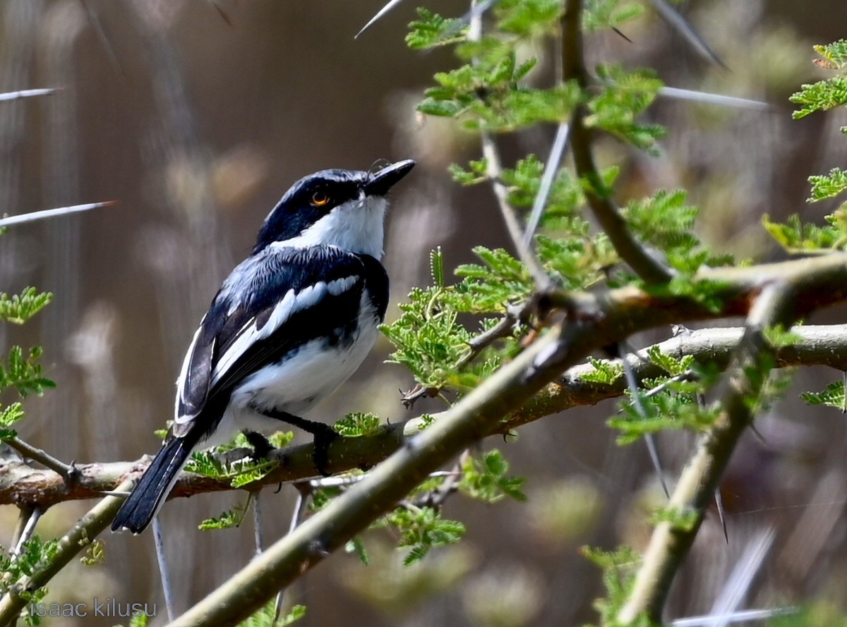 Pygmy Batis - ML638518564