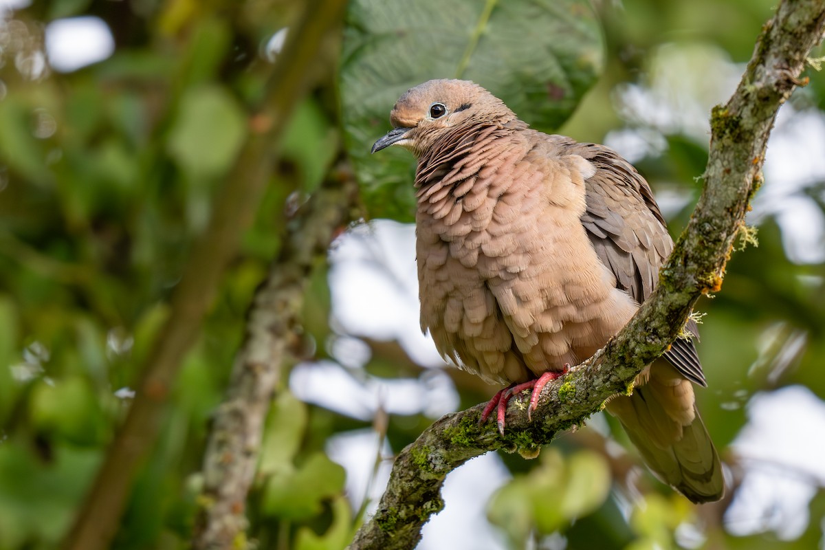 Eared Dove - ML638518569
