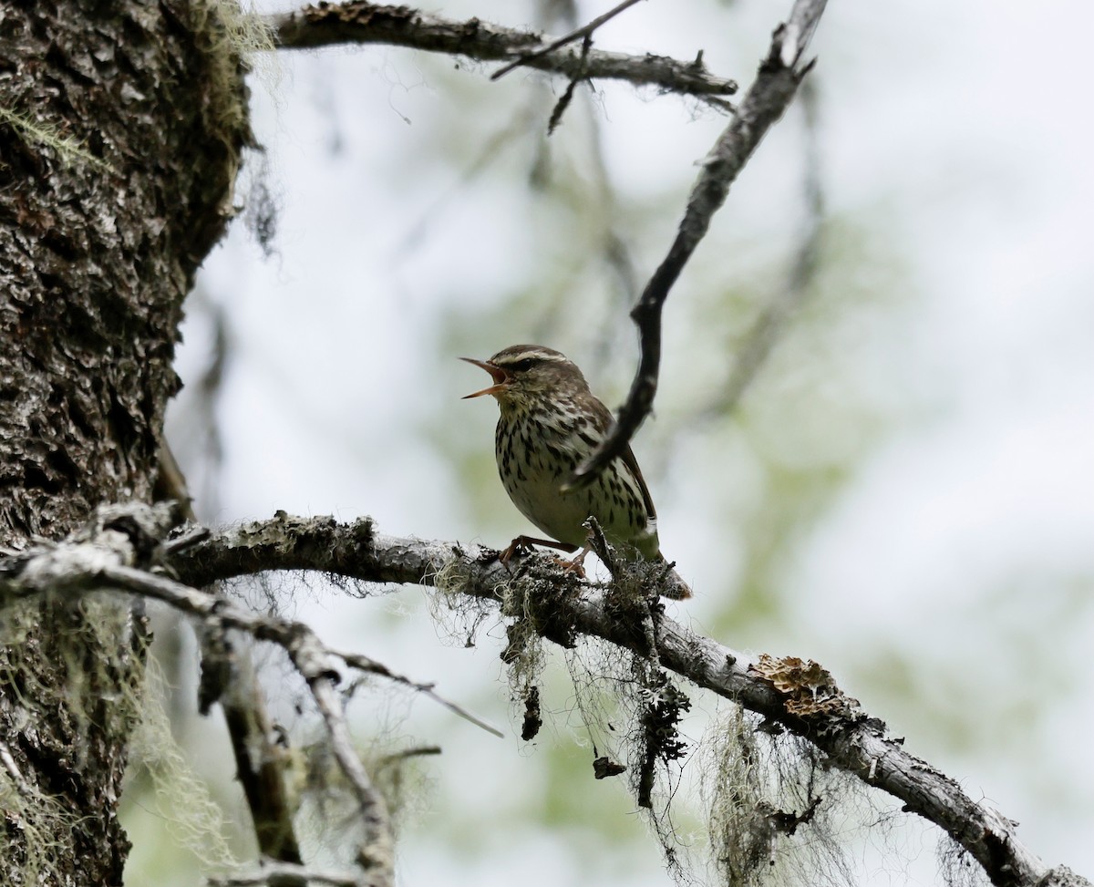 Northern Waterthrush - ML638518636