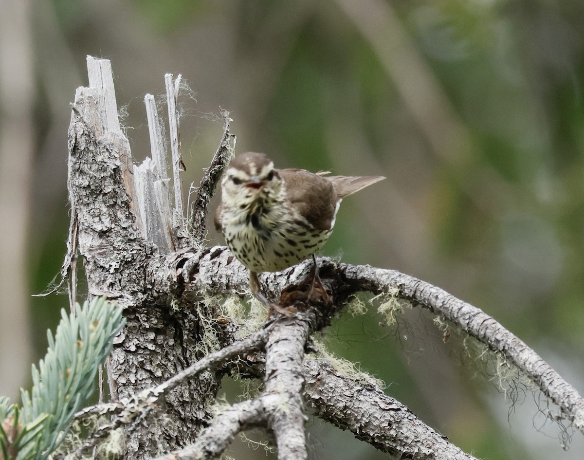 Northern Waterthrush - ML638518637