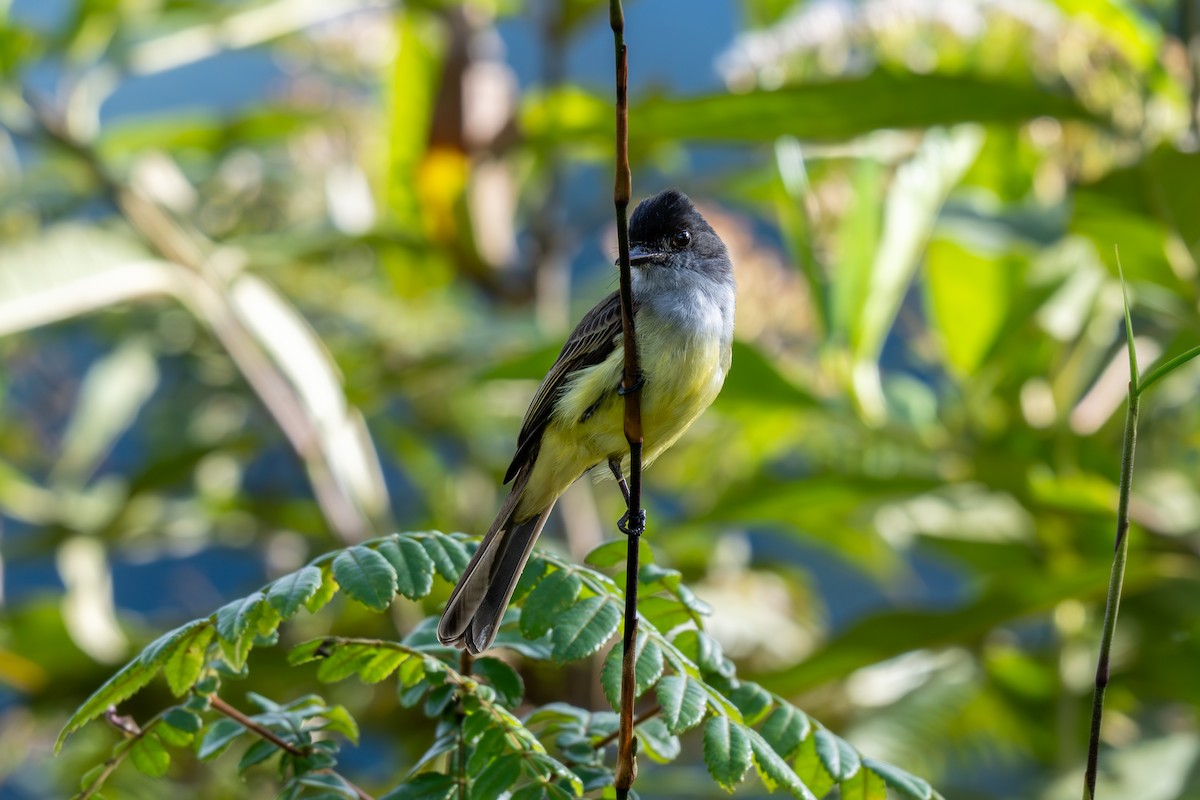 Pale-edged Flycatcher - ML638518647