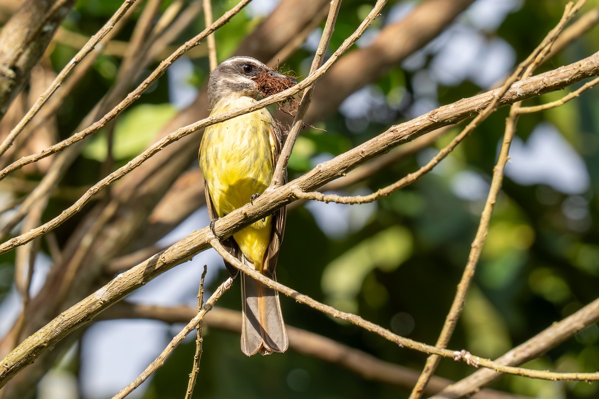 Golden-bellied Flycatcher - ML638518651