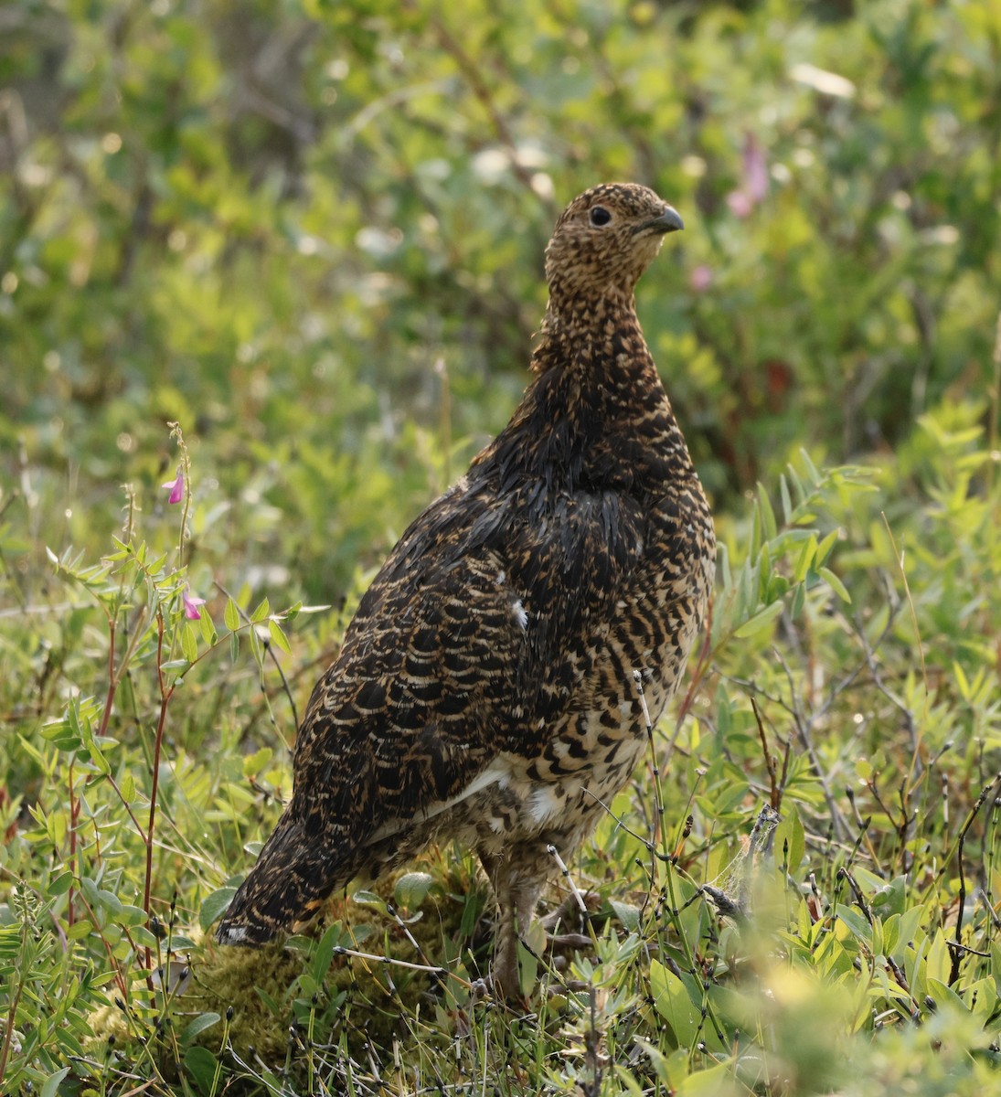 Willow Ptarmigan - ML638518679