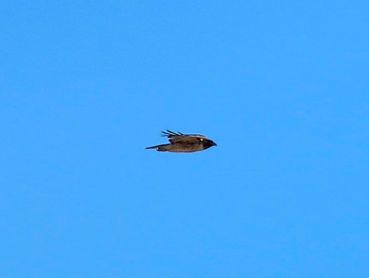 Red-tailed Hawk (calurus/alascensis) - ML638518681