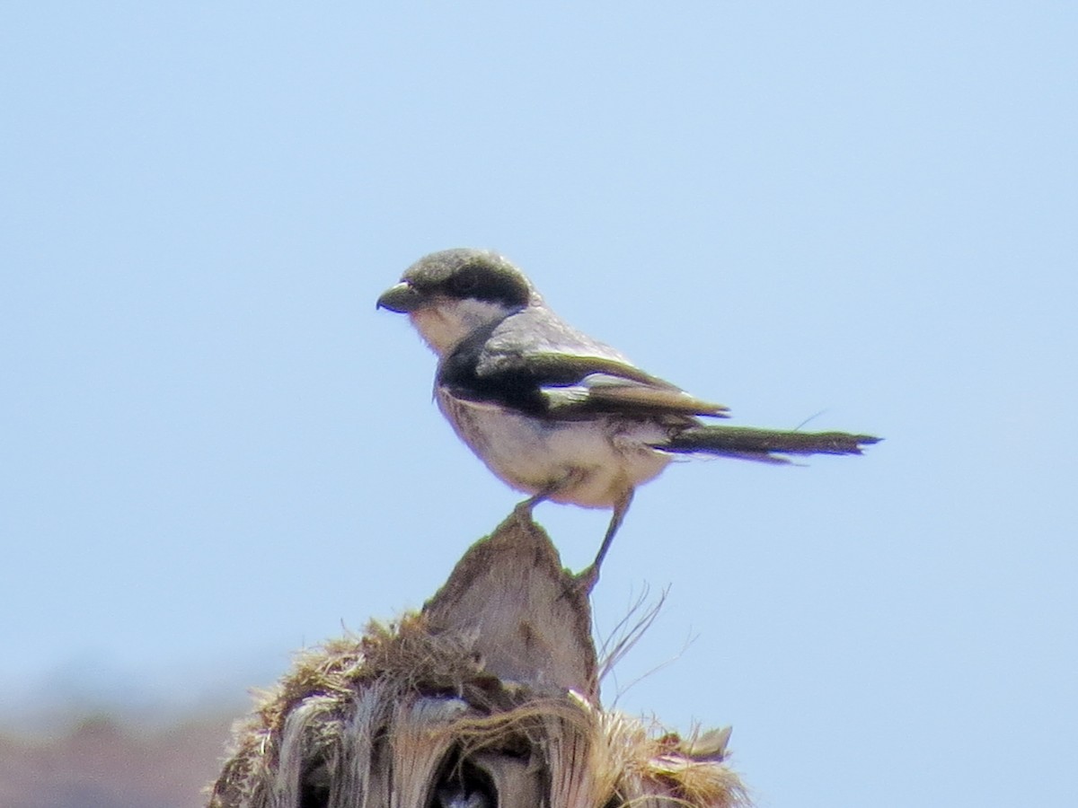 Loggerhead Shrike - ML638518682