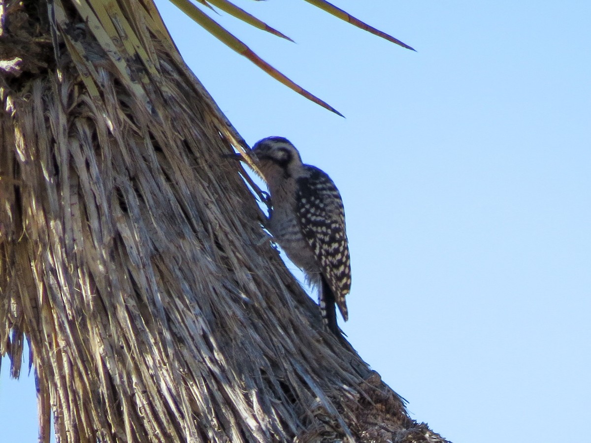 Ladder-backed Woodpecker - ML638518683