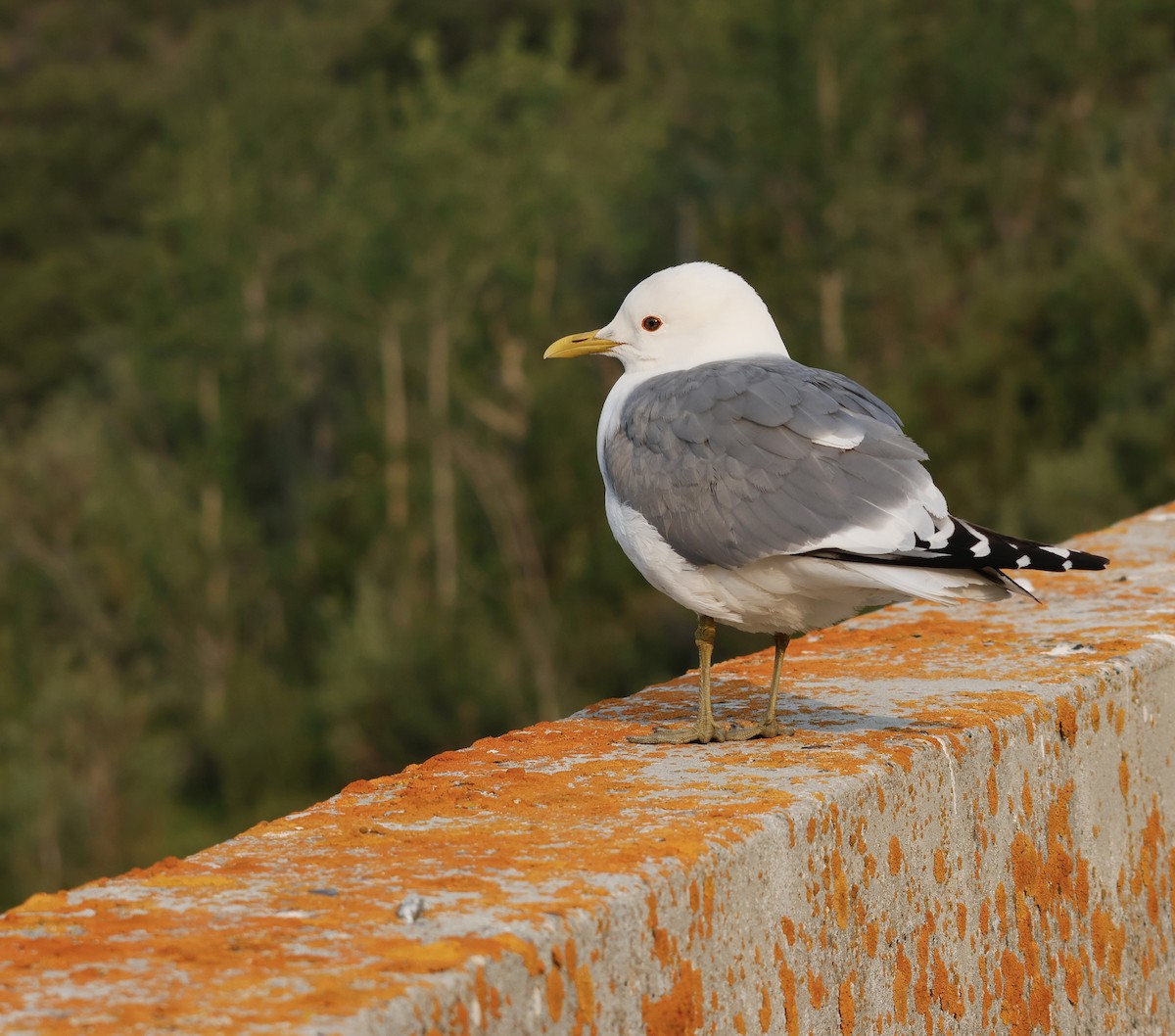 Short-billed Gull - ML638518688