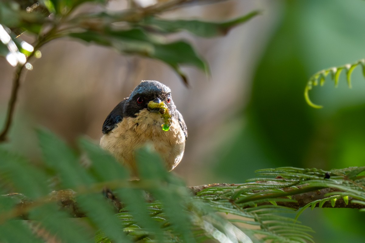 Fawn-breasted Tanager - ML638518691