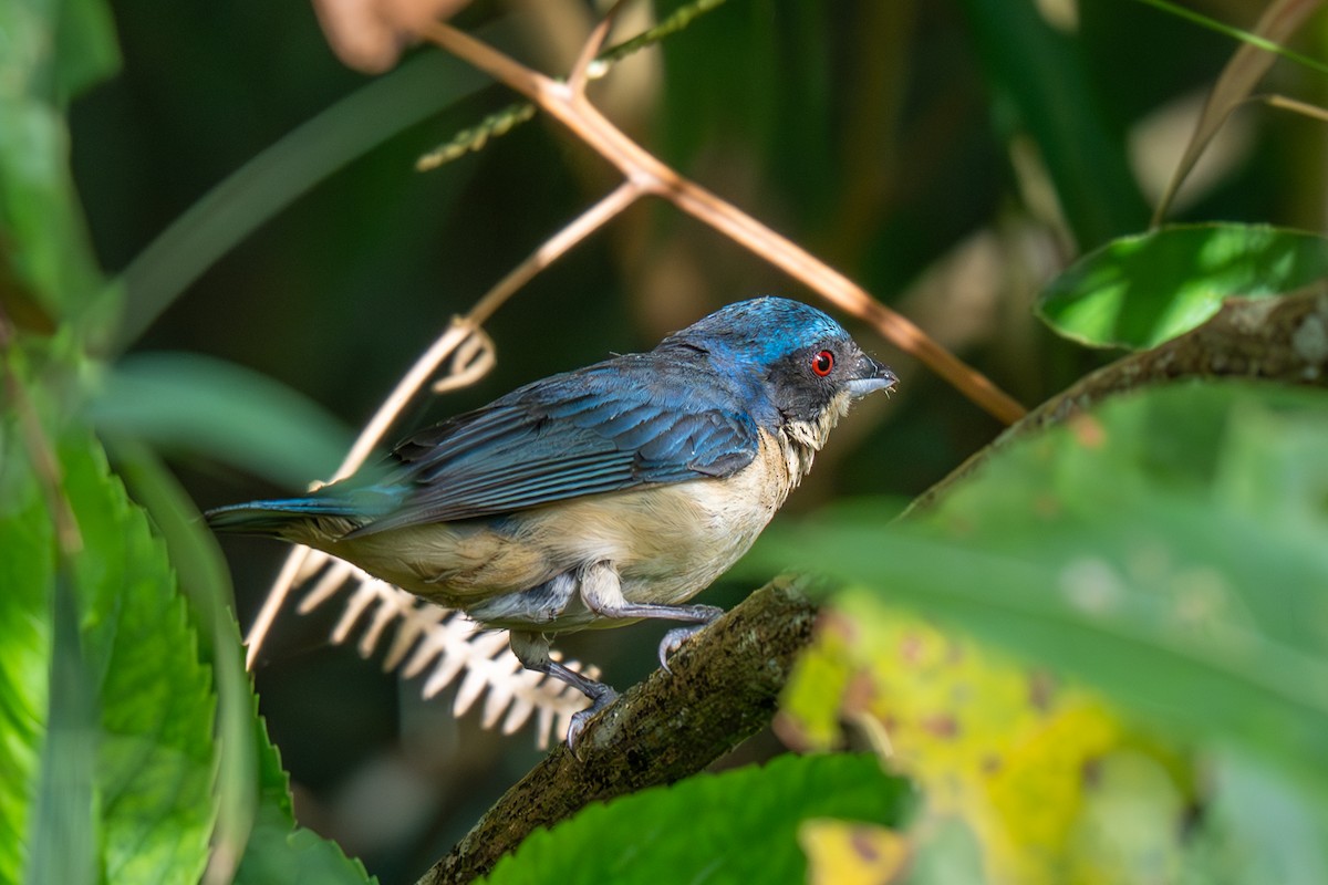 Fawn-breasted Tanager - ML638518692
