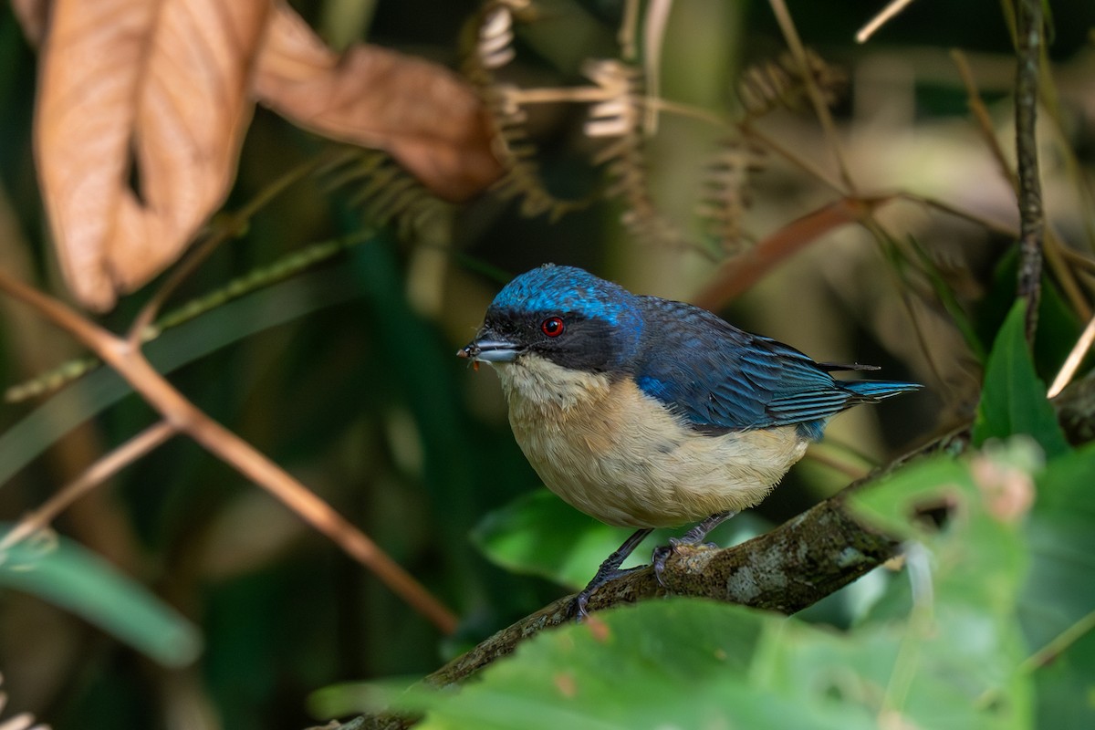 Fawn-breasted Tanager - ML638518693