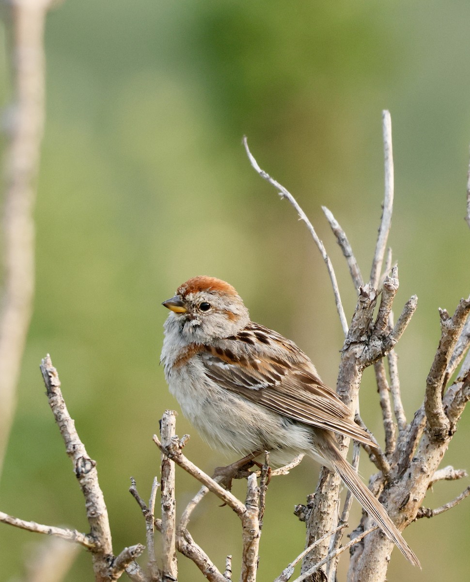 American Tree Sparrow - ML638518698