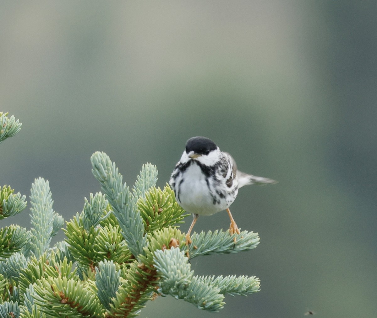 Blackpoll Warbler - ML638518708