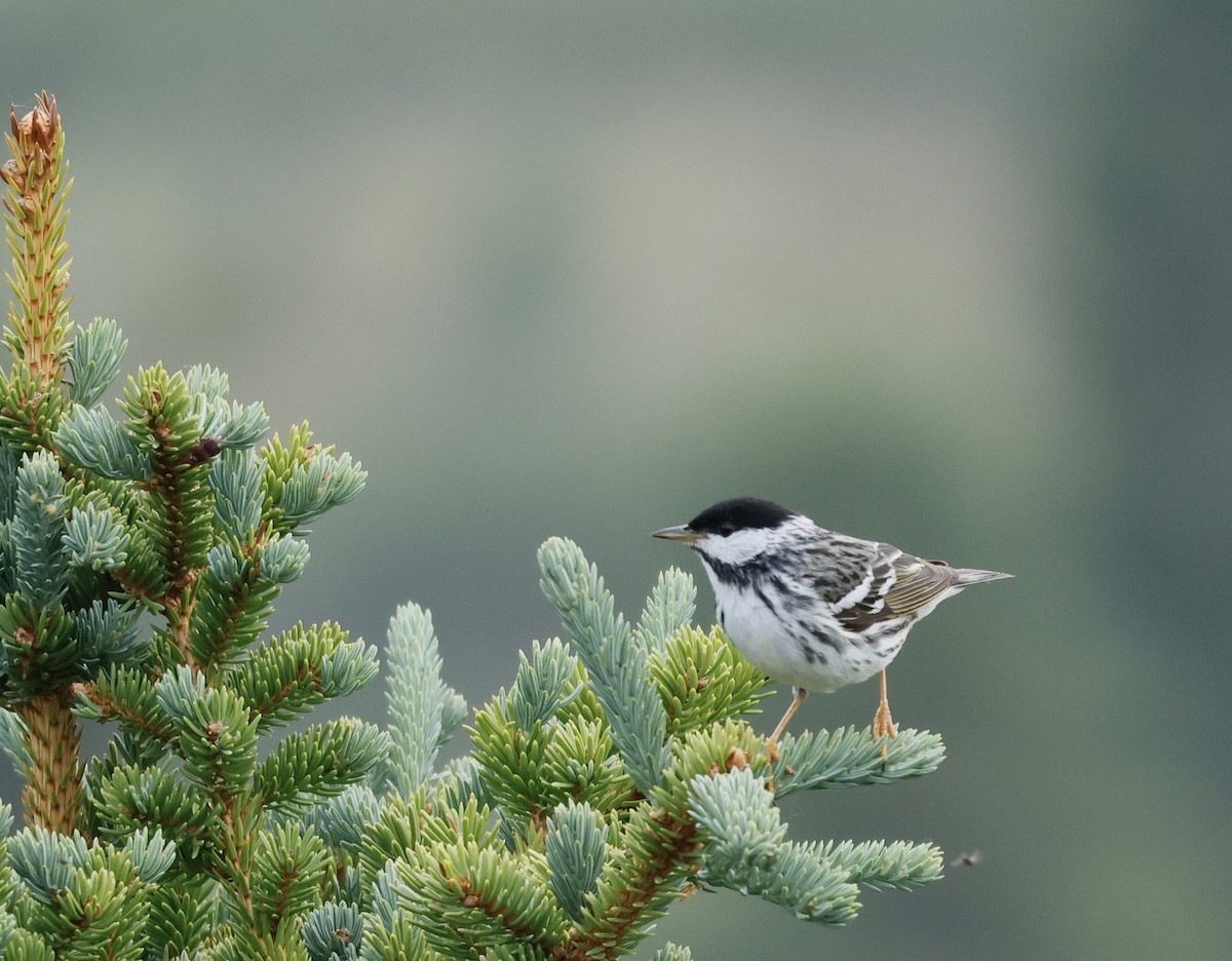 Blackpoll Warbler - ML638518709