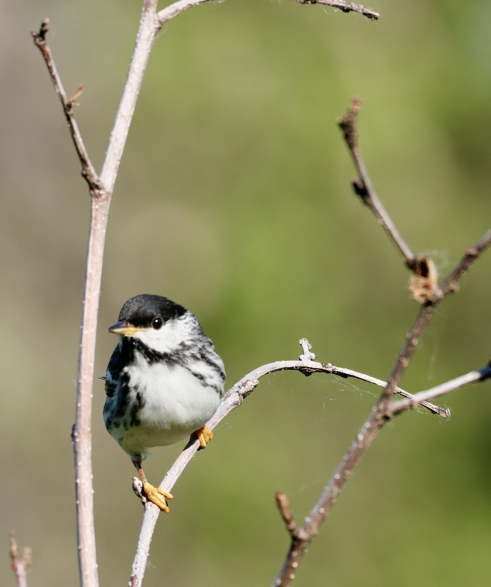 Blackpoll Warbler - ML638518710