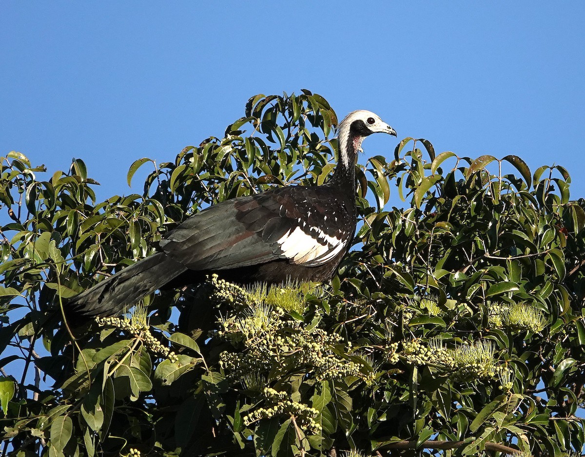 White-throated Piping-Guan - ML638518792