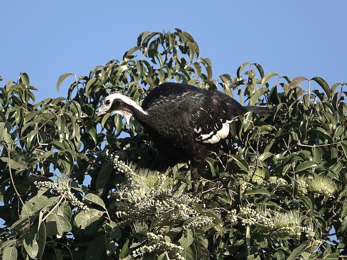 White-throated Piping-Guan - ML638518794