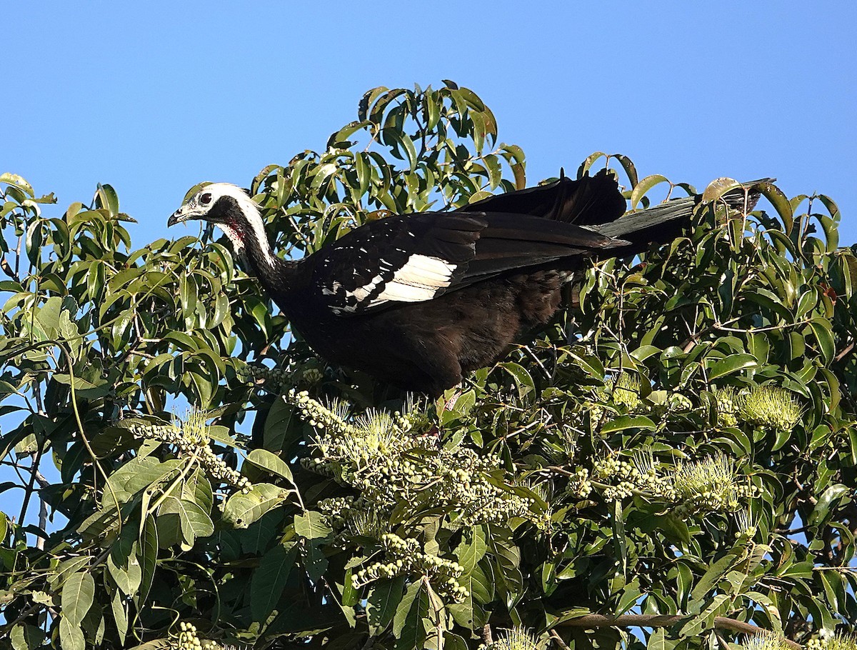 White-throated Piping-Guan - ML638518797