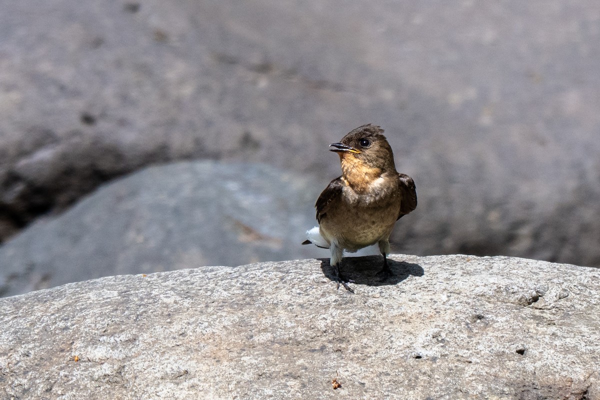 Chestnut-collared Swift - ML638518806