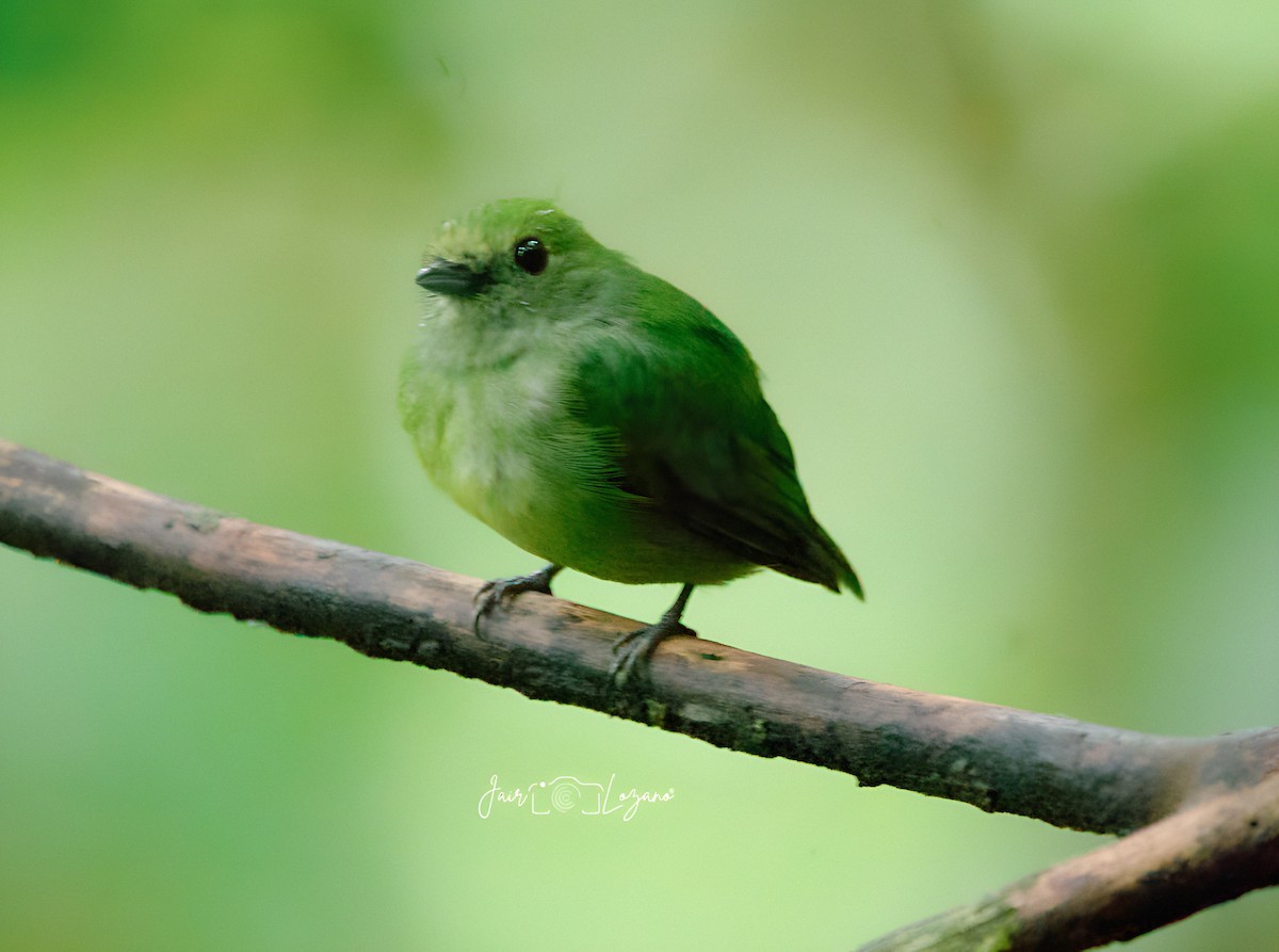 Velvety Manakin - ML638518876